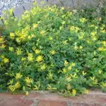 Corydalis lutea (Yellow Fumitory)