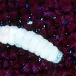 File:CSIRO ScienceImage 1790 Fabric Pest The Clothes Moth Larvae.jpg