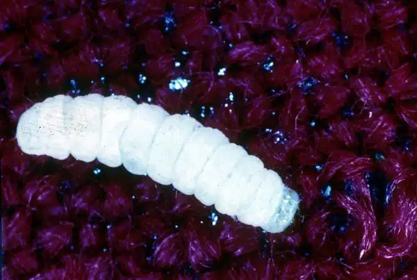 File:CSIRO ScienceImage 1790 Fabric Pest The Clothes Moth Larvae.jpg
