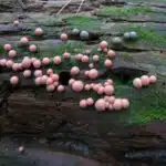 Pink and brown slime molds
