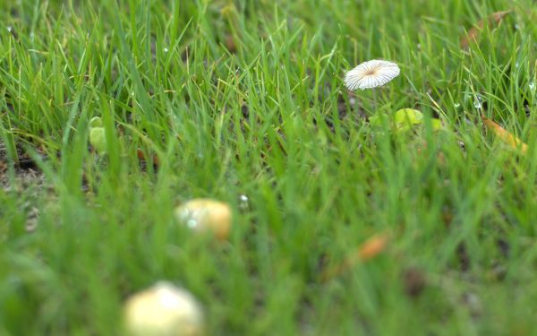 Mushroom growing in the freshly seeded fertilized and watered lawn