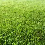 Sunlit Grass
