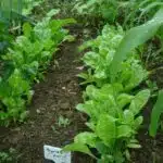 Vegetable Garden Growing