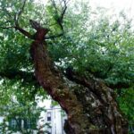 Oldest White Mulberry tree in Maryland?