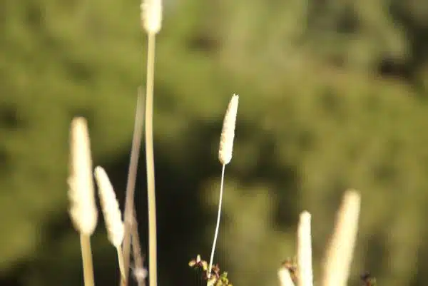 Grass Seeds
