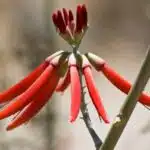 Southwest Coral Bean Flower