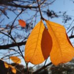 Crepe myrtle leaves, in morning sunlight