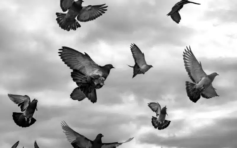 grayscale photo of flock of birds